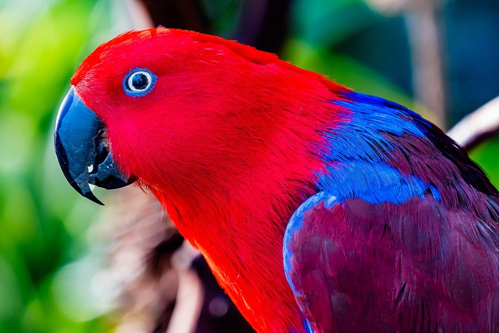 Red blue Female Eclectus Parrot close-up Native to Solomon Islands-New Guinea art print by William Perry for $57.95 CAD